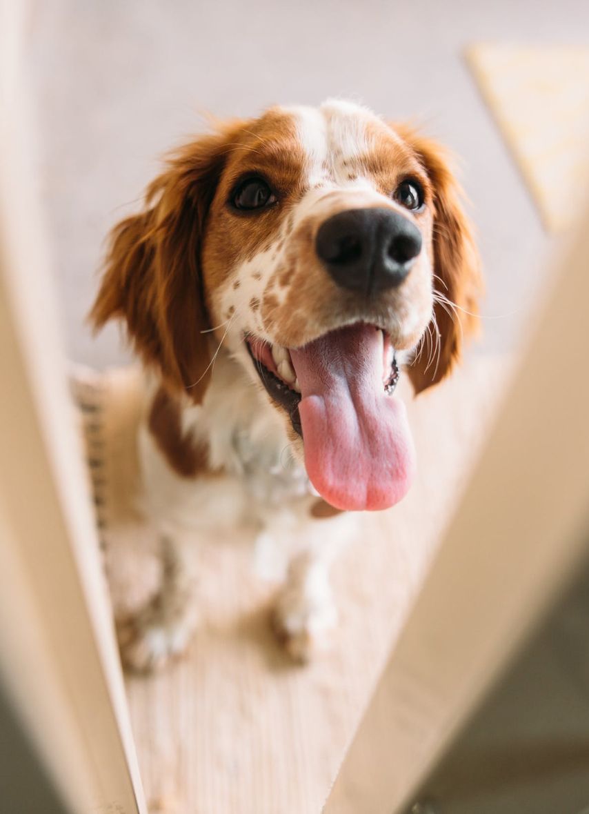 pet doors audtralia pet doors audtralia