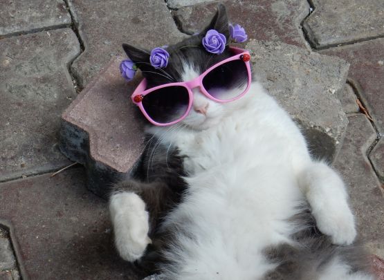 Cat Doors Costing You Energy