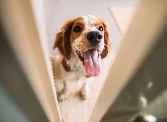 Pet Door Install