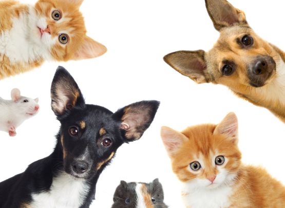 Finding the Perfect Pet Door