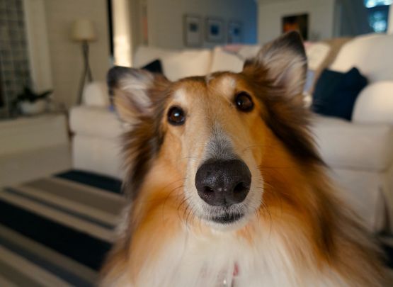 Security Screen Pet Door