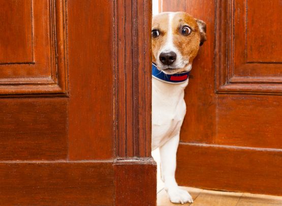 Training Your Pet to Use a Pet Door