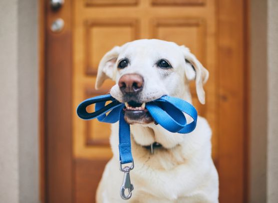 Pet Door Security Features