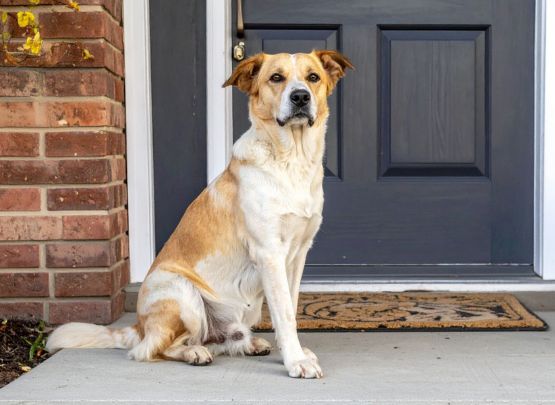 Professional Pet Door Installation