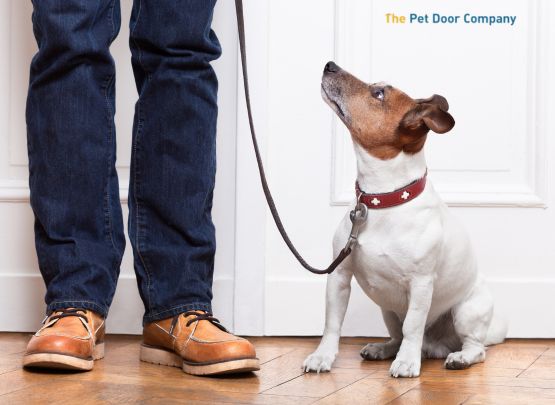 Professional Dog Door Installation