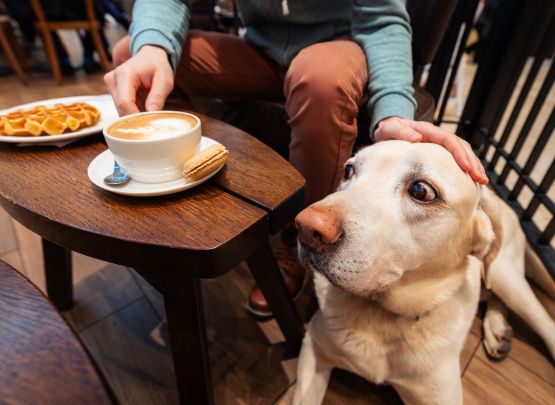 Dog Friendly Cafes