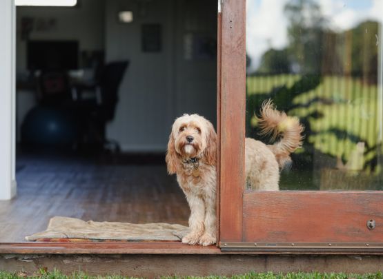 Rental Laws & Pet Doors